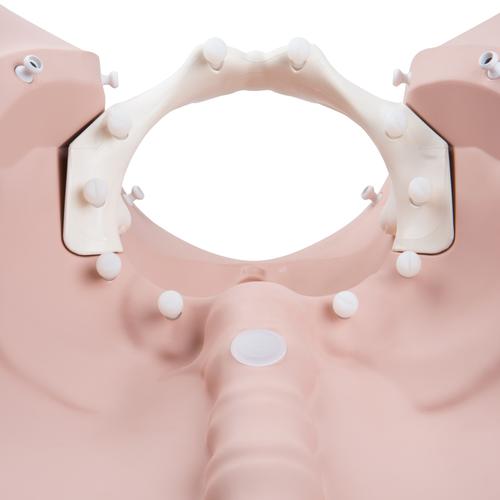 Image 3 - 3B BIRTHING STAGES TRAINER