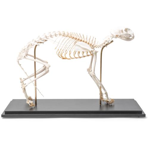 Cat Skeleton (Felis catus), Flexibly Mounted, Specimen