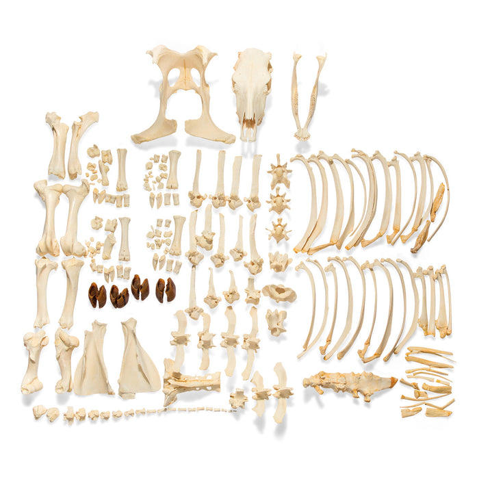 Cow Skeleton, w/o Horns, Disarticulated