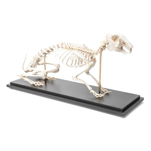 Osteoporosis Didactic Model - 3B Smart Anatomy