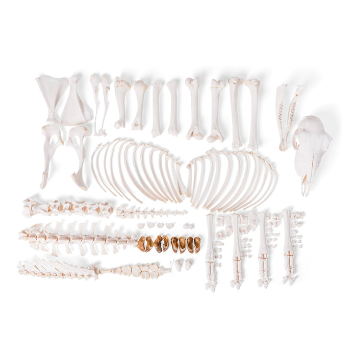Sheep skeleton (Ovis aries), female, disarticulated