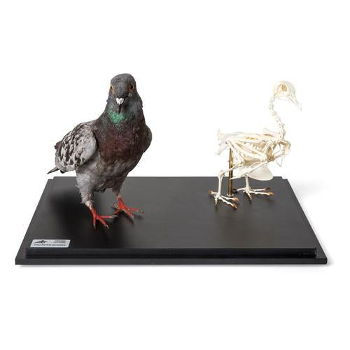 Pigeon and Pigeon Skeleton (Columba livia domestica), in Display Case, Specimens