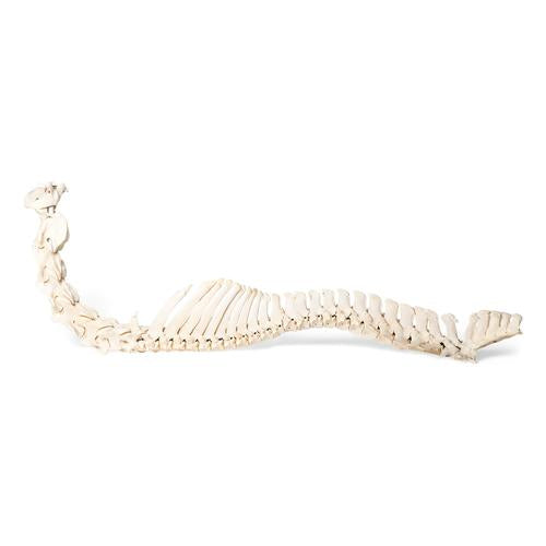 Horse (Equus ferus caballus) Spinal Column