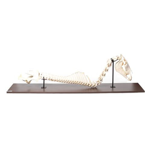 Horse (Equus ferus caballus), spinal column + head, rigidly mounted