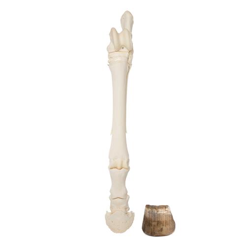 Horse Foot and Hoof (Equus ferus caballus), Specimen