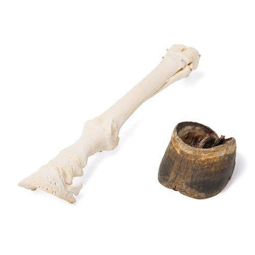 Horse (Equus ferus caballus), carpal bones, specimen