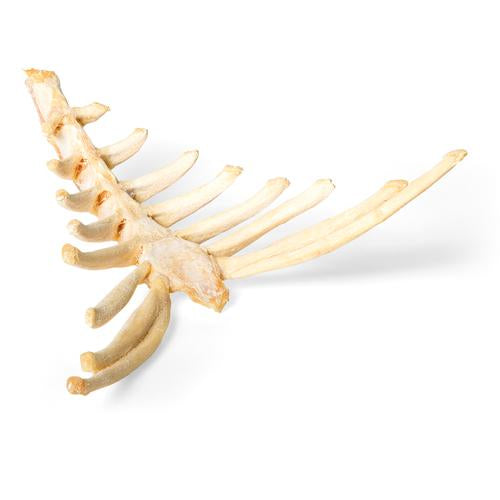 Horse (Equus ferus caballus), sternum