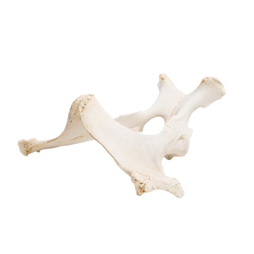 Horse (Equus ferus caballus), pelvis