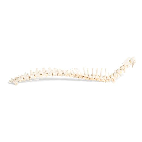 Dog (Canis lupus familiaris), spinal column, flexibly mounted
