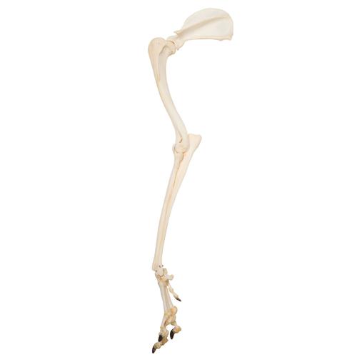 Dog Leg (Canis lupus familiaris), Specimen