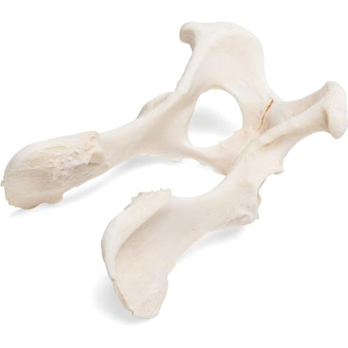 Prostate Model, 1/2 Natural Size - 3B Smart Anatomy