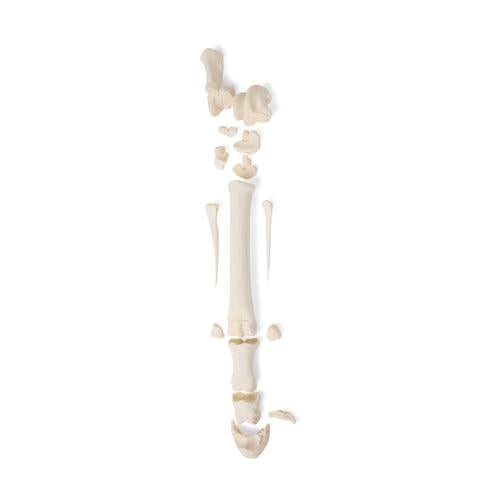 Horse metatarsal bones