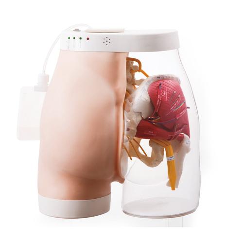 Two-in-One Intramuscular Injection Model of Buttocks Type 2