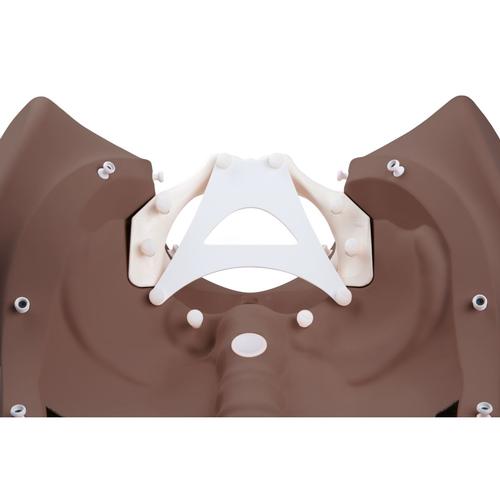 Image 2 - 3B BIRTHING STAGES TRAINER DARK SKIN