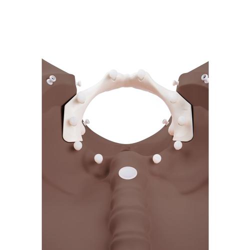 Image 3 - 3B BIRTHING STAGES TRAINER DARK SKIN