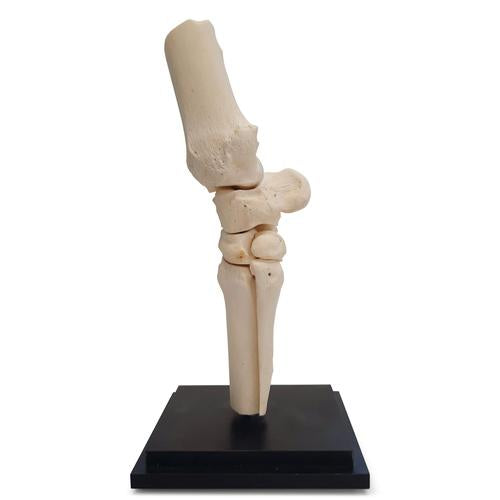 Horse carpal joint, 12 parts