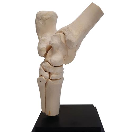 Horse tarsal joint, 10 parts