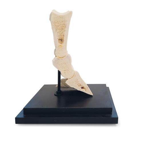 Horse pastern, longitudinal section