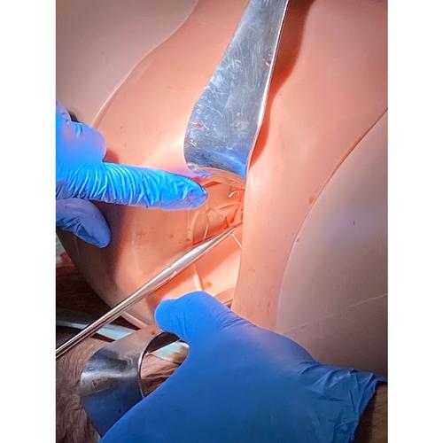 Image 4 - POSTPARTUM HEMORRHAGE SIMULATOR – PPH TRAINER P97 PRO