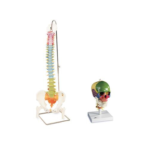 Anatomy Set Didactic Skull & Spine