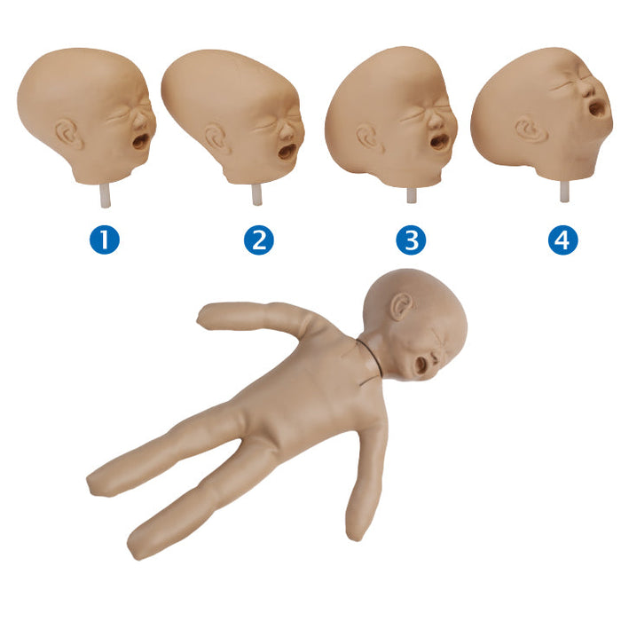 Fetal Doll With Four Heads, Light