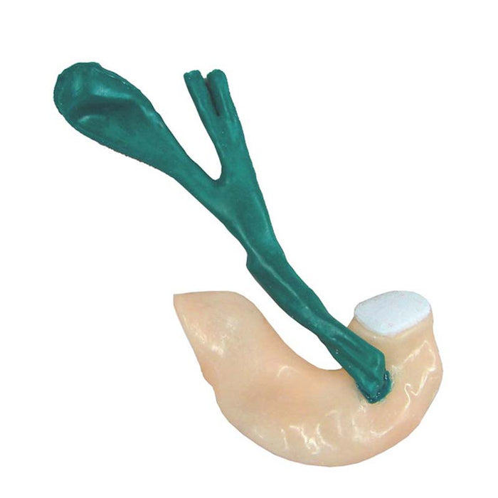 Common Bile Duct Replaceable Tissue (10-Pack)