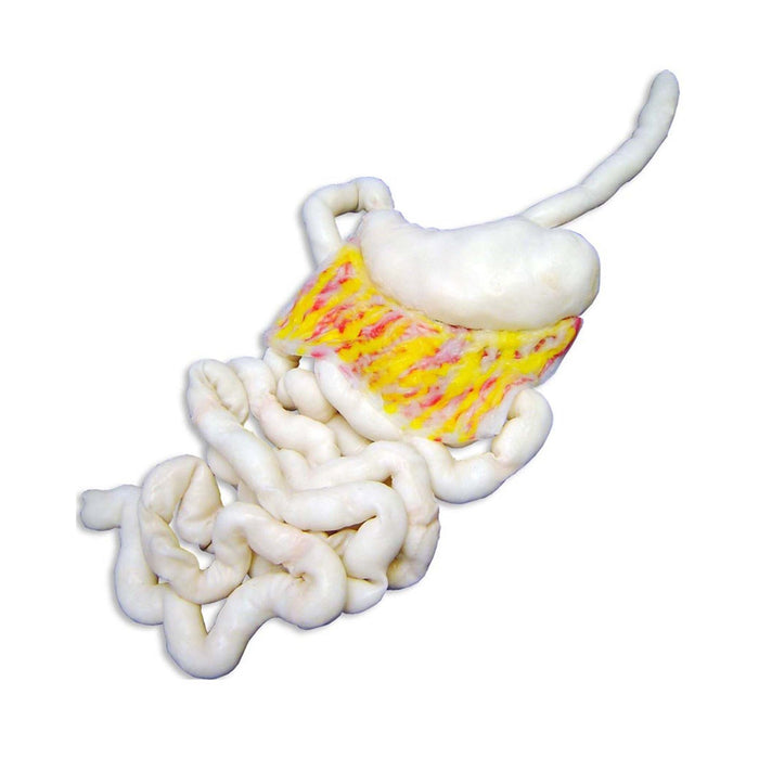 Complete Digestive Tract