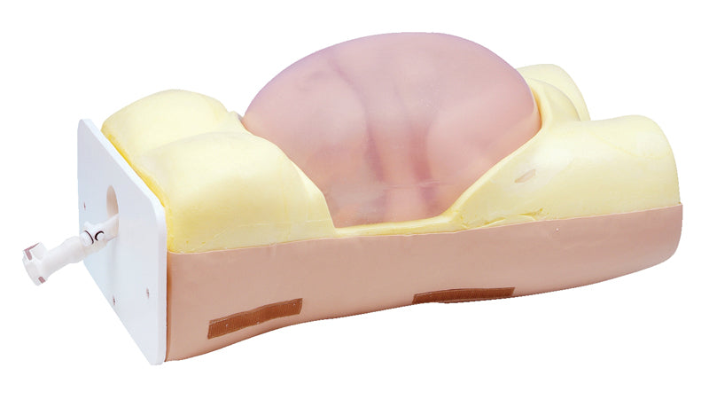 Image 2 - ECV (EXTERNAL CEPHALIC VERSION) MODEL