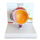 Eye Models — Health Simulation