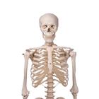 Skelon Model Simulation Human Skeleton Models — Health Simulation