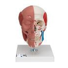 Human Skull Models — Health Simulation