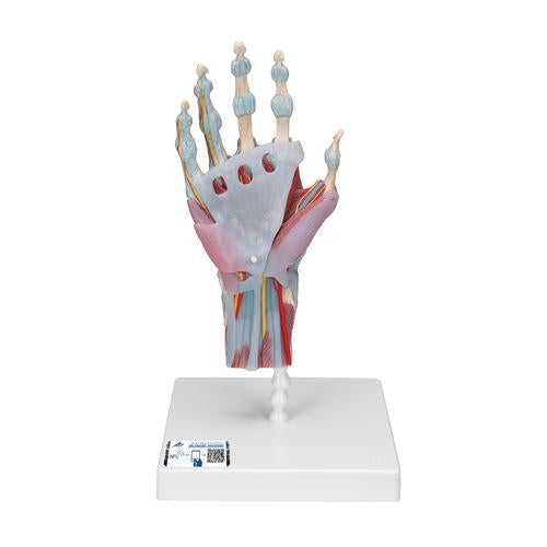 Arm and Hand Skeleton Models