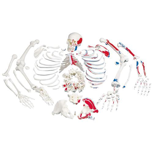 Disarticulated Human Skeleton Models