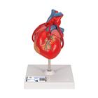 Human Heart Models