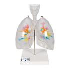 Lung Models