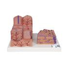 Microanatomy Models