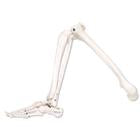 Leg and Foot Skeleton Models