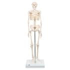 Skelon Model Simulation Mini Skeleton Models — Health Simulation