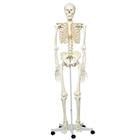 Skeleton Models - Life size