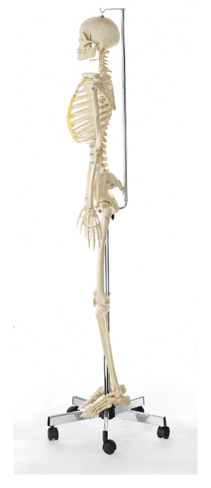 Artificial Female Human Skeleton