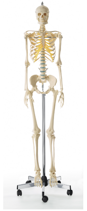 Artificial Female Human Skeleton