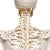 Flexible Human Skeleton Model Fred - 3B Smart Anatomy