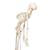 Flexible Human Skeleton Model Fred - 3B Smart Anatomy