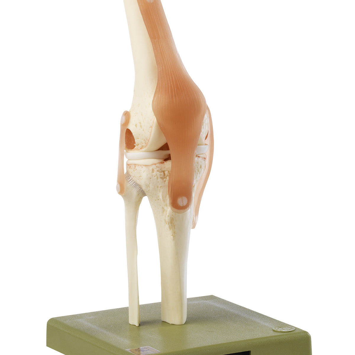 Functional Model of the Knee Joint — Health Simulation