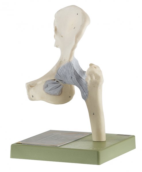 Hip Joint