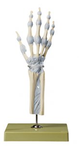 Joints of Hand and Fingers with Ligaments