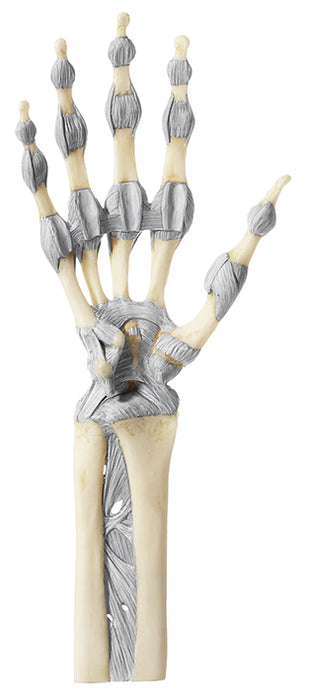 Joints of Hand and Fingers with Ligaments