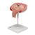 Fetus Model, 5th Month in Dorsal Position - 3B Smart Anatomy
