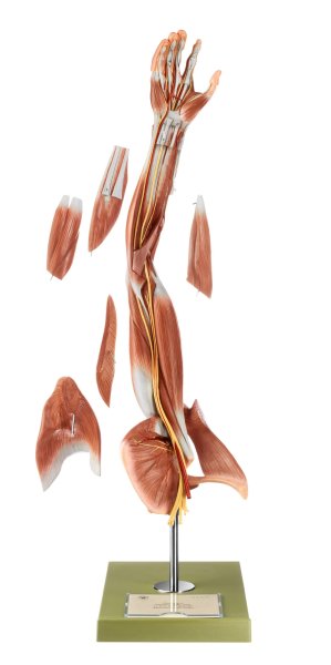 Muscles of the Arm with Shoulder Girdle