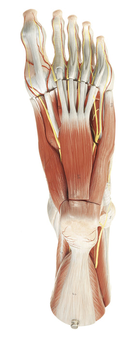 Muscles of the Foot